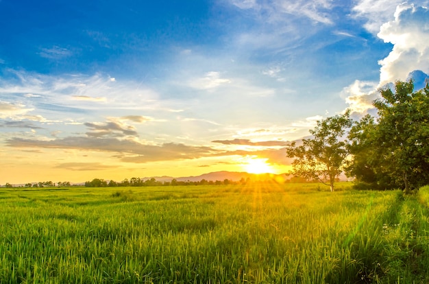 Paisaje de maizal y campo verde con puesta de sol en la granja,