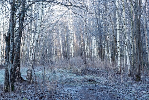 Paisaje de la mañana de invierno con bosque helado cubierto de escarcha