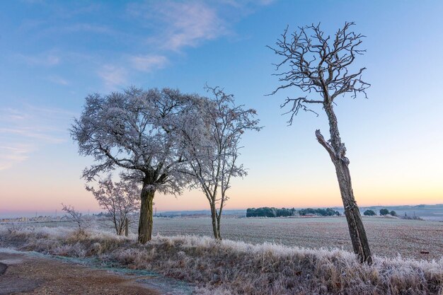 Paisaje de la mañana de invierno