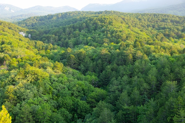 Paisaje de la mañana, Valle de la montaña con árboles verdes y rocas.