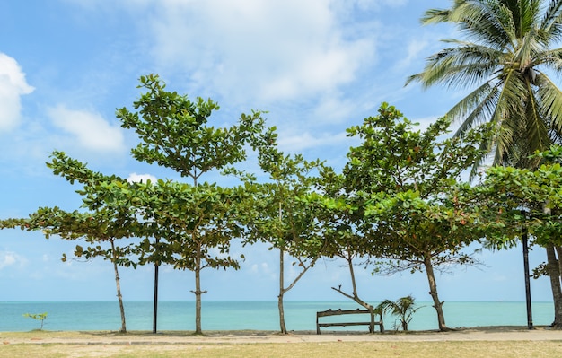 Paisaje marino con almendro tropical en la playa