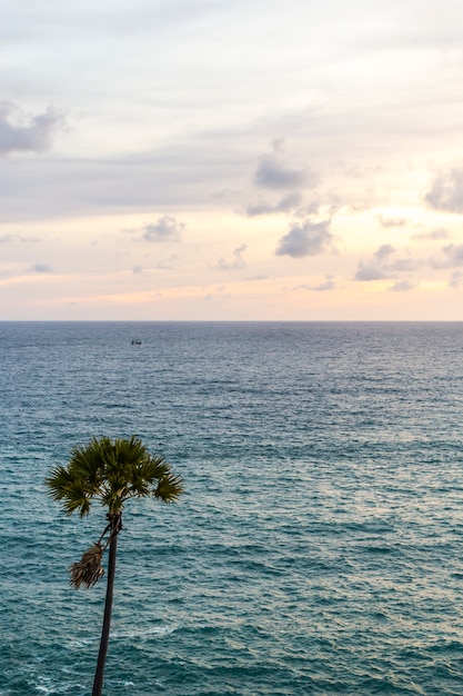 Paisaje marino con palmera