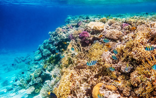 Paisaje marino con peces tropicales y arrecifes de coral