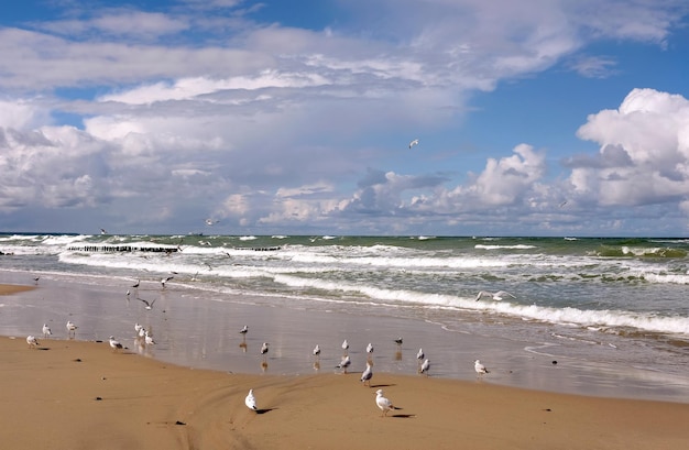 Paisaje marino con surf de mar espumado bajo cumulonimbus en el cielo hasta el horizonte y gaviotas en la playa de arena