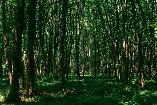 Paisaje en un matorral de bosque sombrío con maleza densa