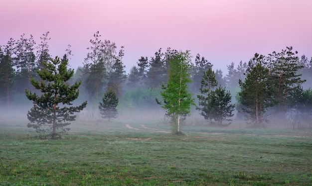 Paisaje matutino con pinos y niebla en un prado