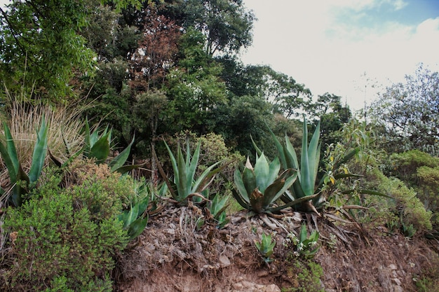 Paisaje mexicano con agaves