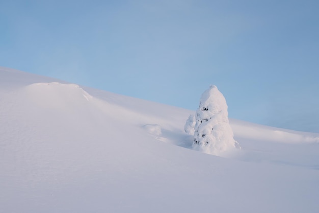 Paisaje minimalista cubierto de nieve de invierno Paisaje minimalista con un árbol solitario envuelto en nieve en un campo de invierno Vacaciones de Navidad y fondo de vacaciones de invierno