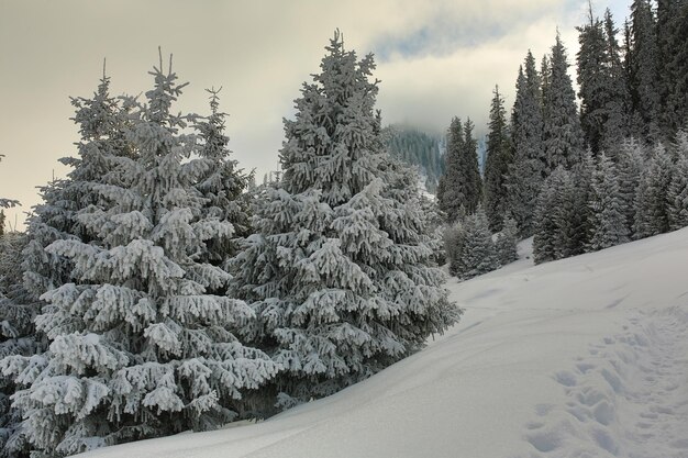 paisaje de montaña con abetos nevados