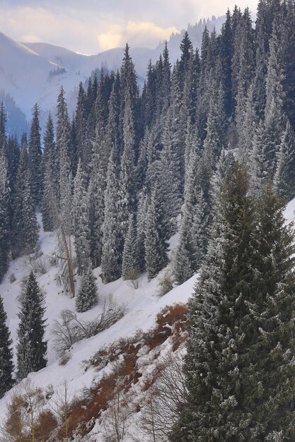 paisaje de montaña con abetos nevados