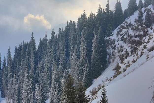 paisaje de montaña con abetos nevados