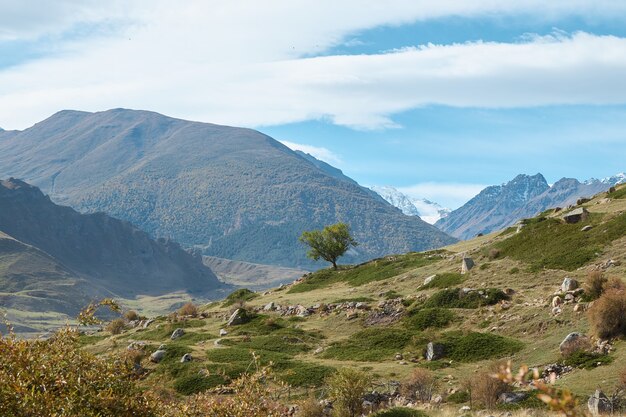 Paisaje de montaña, árbol solitario en la ladera, rocas en las nubes, tarde en las tierras altas, verano