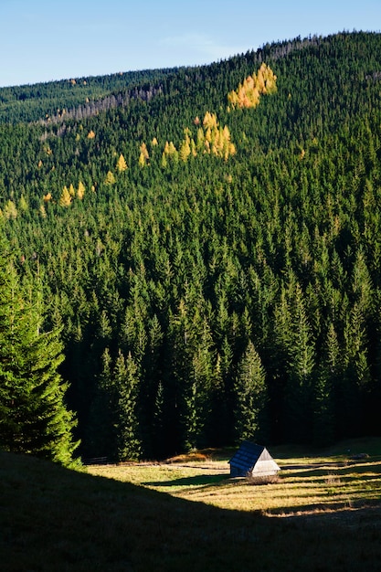 paisaje de montaña con árboles