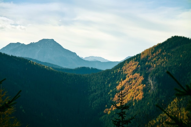 paisaje de montaña con árboles