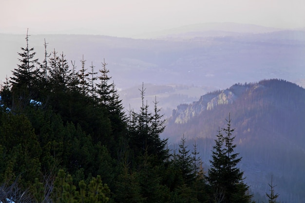 paisaje de montaña con bosque de árboles