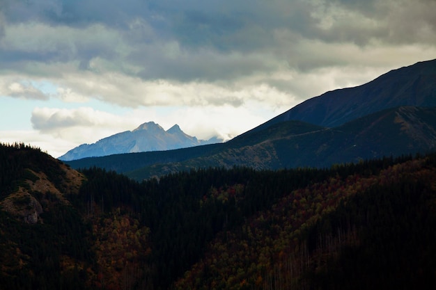 paisaje de montaña con bosque de árboles