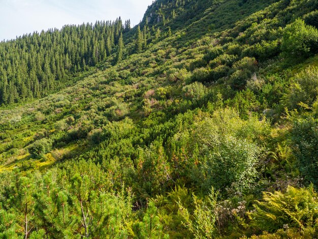 Paisaje de montaña con bosque de coníferas