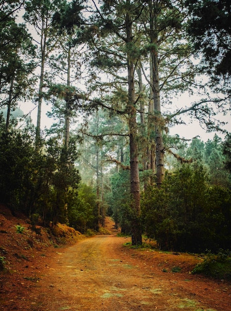 Paisaje de montaña de bosque de madera con árboles altos y fondo de naturaleza verde Parque nacional al aire libre vista lugar escénico Camino fuera de la carretera para trekking y senderismo actividad deportiva de ocio