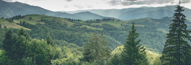 paisaje de montaña con bosque