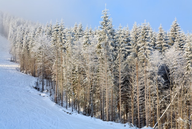 Paisaje de montaña brumosa de invierno con abetos cubiertos de nieve