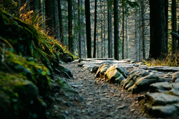 Paisaje de montaña con camino y árboles.