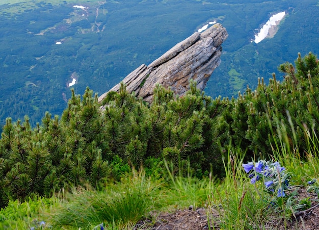 Paisaje de montaña de los Cárpatos de verano