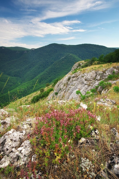 Paisaje de montaña. Composición de la naturaleza.