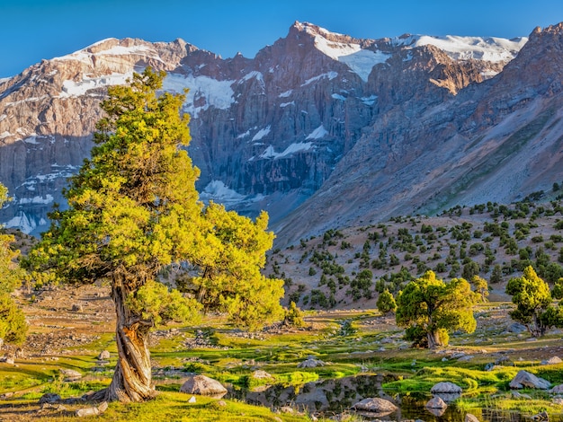 Paisaje de montaña con enebro verde bajo el sol en una montaña rocosa. Montañas Fann, Tayikistán, Asia Central