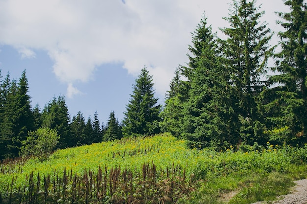 Paisaje de montaña con fauna de nubes