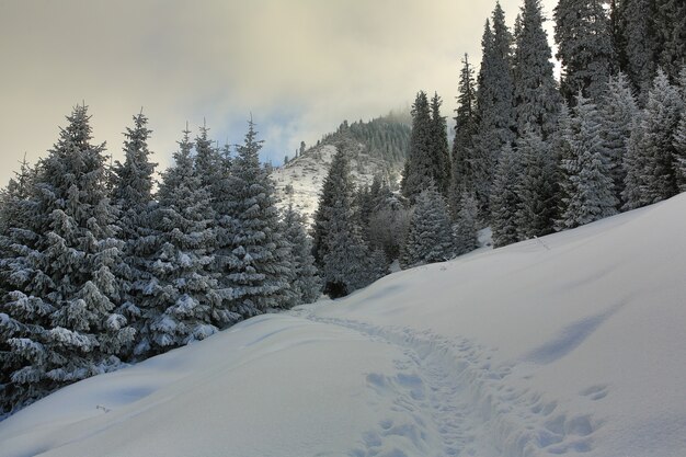 paisaje de montaña de invierno con abetos nevados