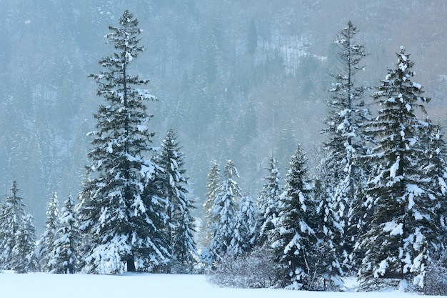 Paisaje de montaña de invierno con bosque de abetos nevados.