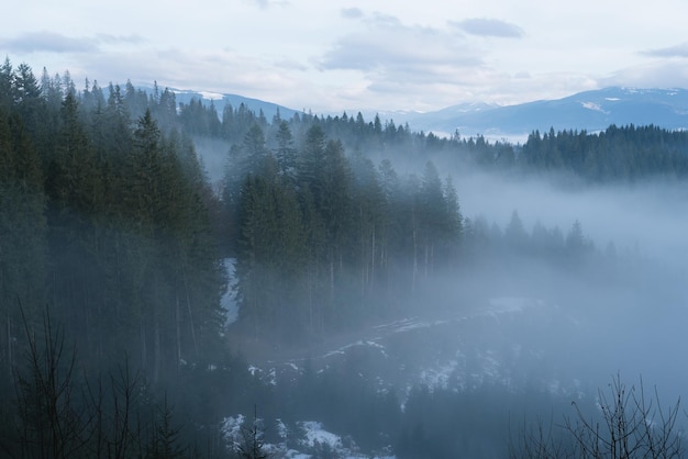 Paisaje de montaña en invierno. Bosque de abetos y niebla. Día nublado. Ucrania de los Cárpatos, Europa