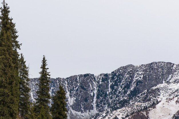 Paisaje de montaña de invierno con pinos