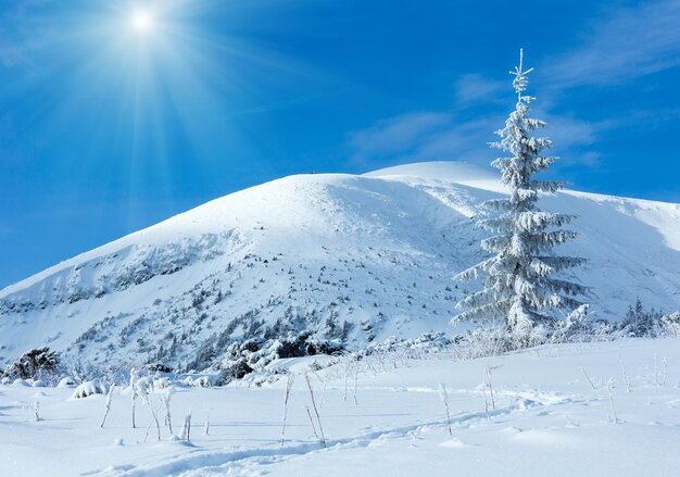 Paisaje de montaña de invierno soleado con abeto solitario en pendiente.