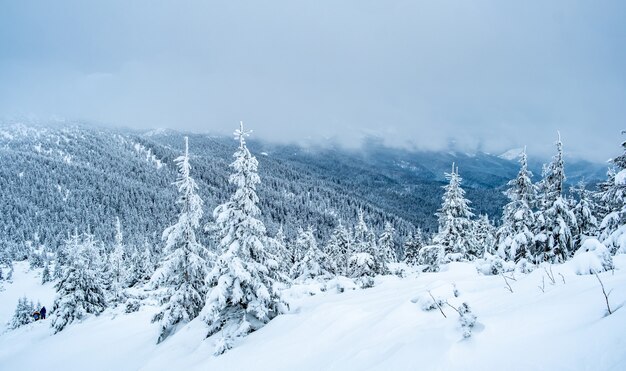 Paisaje de montaña con madera de pino congelada bajo nieve profunda