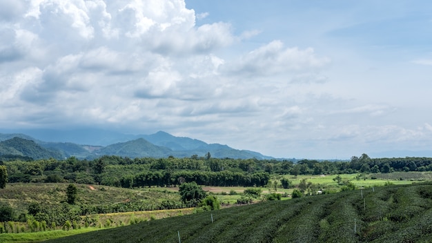 paisaje de montaña y naturaleza