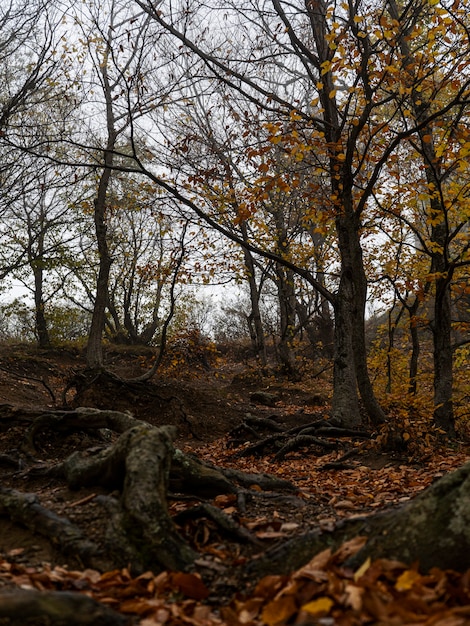 Paisaje de montaña otoñal: árboles otoñales amarillentos y enrojecidos.