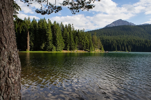 Paisaje de montaña, Parque Nacional de Durmitor, Montenegro. Hermosa vista de los bancos del lago cerca del lago en un hermoso bosque.