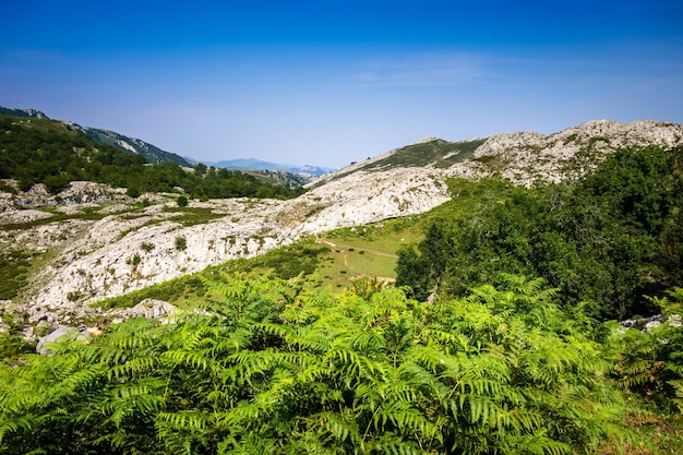 Paisaje de montaña en los Picos de Europa Asturias España