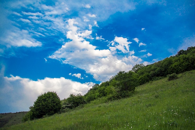paisaje de montaña pinos cerca del valle y bosque colorido en la ladera bajo el cielo azul