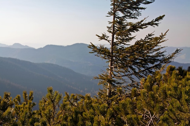 paisaje de montaña con pinos