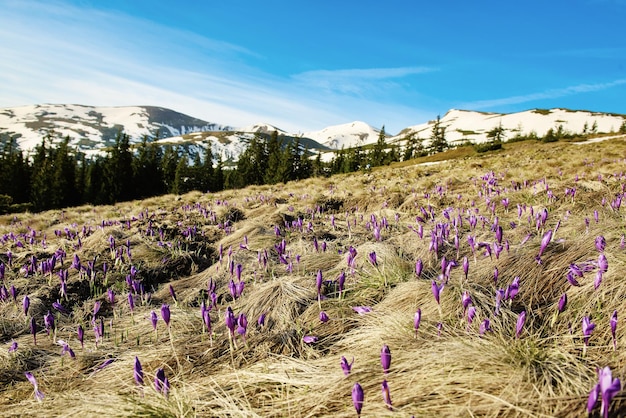 Paisaje de montaña de primavera con azafranes violetas que florecen en el prado Bosque verde y nubes en el fondo