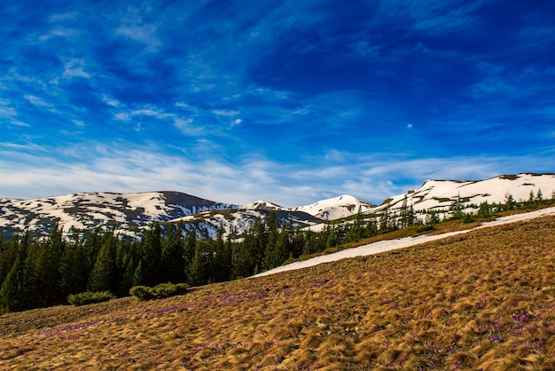 Paisaje de montaña de primavera con nieve y bosque de abetos Fondo natural de viajes al aire libre en estilo retro hipster