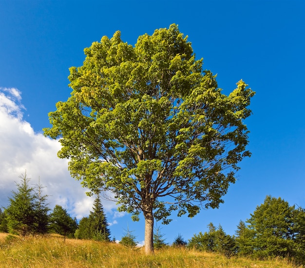 Foto paisaje de montaña de verano con árbol solitario en el cielo