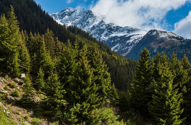 Paisaje de montaña de verano con bosque de abetos en pendiente (Alpes Silvretta, Austria).