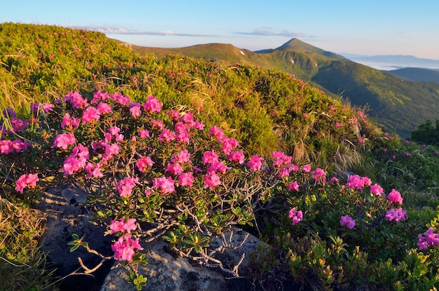 Paisaje de montaña de verano con flores. Prado con rododendros en flor