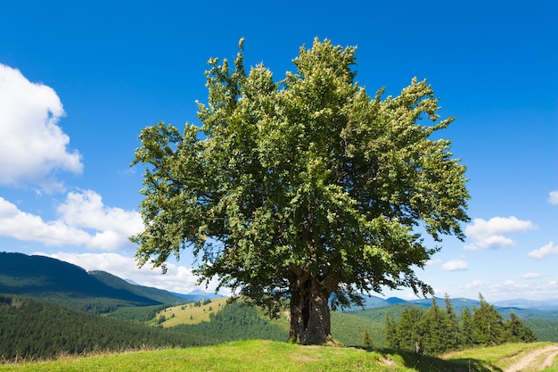 Paisaje de montaña de verano con gran árbol solitario