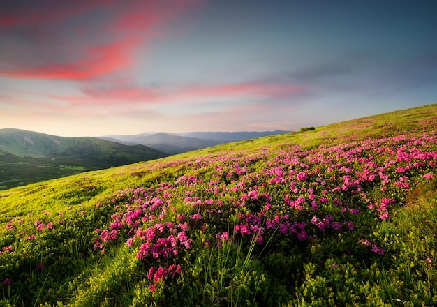 Paisaje de montaña en verano durante la puesta del sol Prados alpinos florecientes Flores en el campo de la montaña Viajes y caminatas Imagen del paisaje