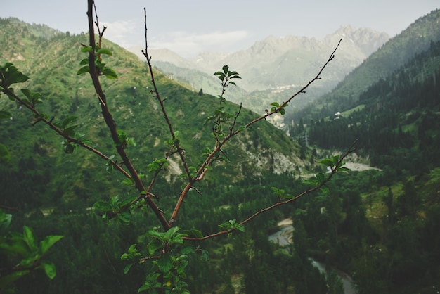 Paisaje de montaña verde de verano en Kazajstán Almaty, naturaleza, bosque y cielo