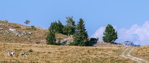 Un paisaje de montaña